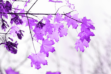 Image showing Colorful leaves