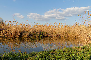 Image showing Reeds at the lake