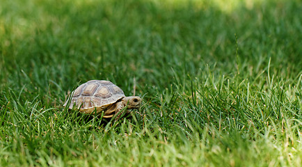 Image showing Little turtle