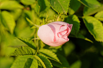 Image showing Wild rose