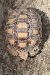 Image showing Tortoiseshell