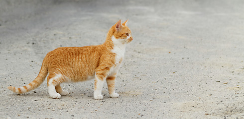 Image showing Small cat