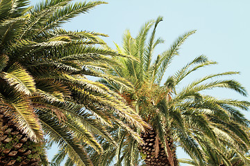 Image showing Palms