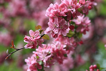 Image showing Beautiful flower