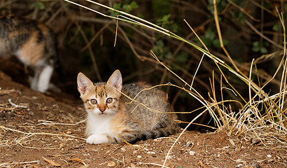 Image showing Little cats