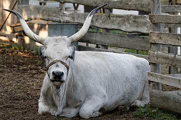 Image showing Grey cattle