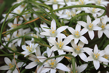 Image showing White flower