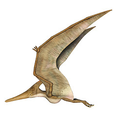 Image showing Flying Pteranodon