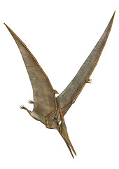 Image showing Pteranodon