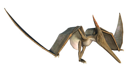 Image showing Grounded Pteranodon