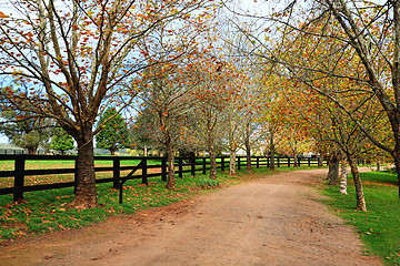 Image showing Tree lined dirt road in Autumn