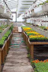 Image showing Nursery Greenhouse Interior