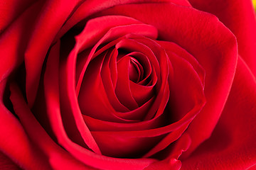 Image showing Red Rose Macro