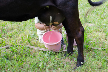 Image showing farmer hands milk from cow dug to plastic bucket 