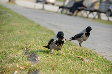 Image showing close up of large crows in city park 