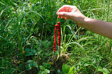 Image showing hand hold strawberrie on bent on nature background 