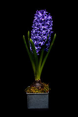 Image showing Beautiful blue hyacinth