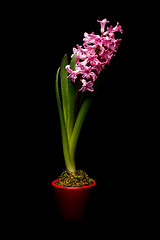 Image showing Pink hyacinth flowers