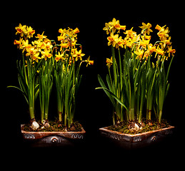 Image showing Narcissus flowers