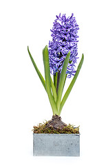 Image showing Blue hyacinth 