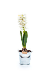 Image showing White hyacinth