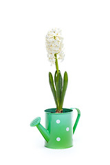 Image showing White hyacinth flower