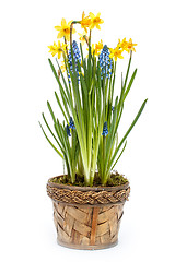 Image showing Spring flowers