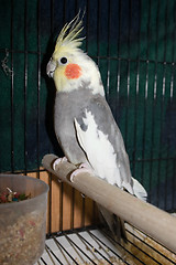 Image showing Cockatiel in Cage