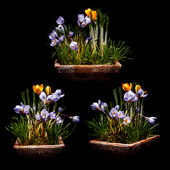 Image showing Spring crocus flowers