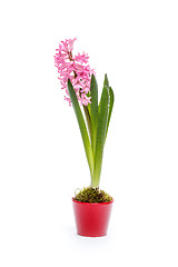 Image showing Pink hyacinth flowers 