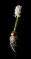 Image showing Hyacinth flower