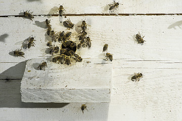 Image showing Bees entering the hive