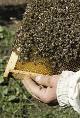 Image showing Close up honeycombs