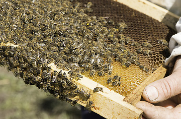 Image showing Close up honeycombs