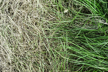 Image showing Fresh green grass and yellowed dry grass