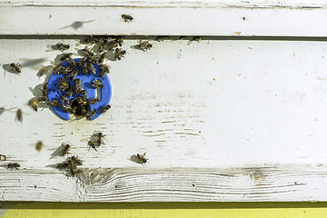 Image showing Bees entering the hive