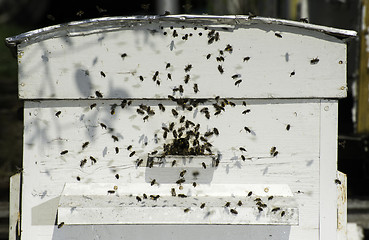 Image showing Bees entering the hive