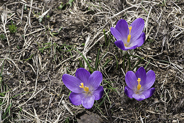 Image showing Blue crocus