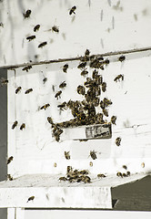 Image showing Bees entering the hive