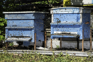 Image showing Swarm of bees fly to beehive