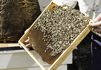 Image showing Beekeeper look honeycombs