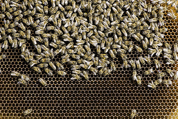 Image showing Close up honeycombs