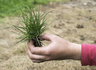 Image showing Turf grass and earth