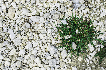 Image showing Green grass and stones