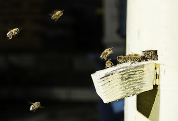 Image showing Bees entering the hive