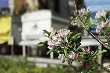 Image showing Flowers and swarm of bees 