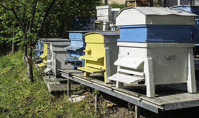 Image showing Swarm of bees fly to beehive