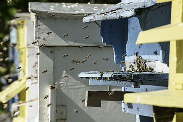 Image showing Swarm of bees fly to beehive