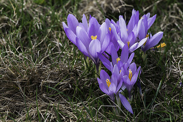 Image showing Blue crocus