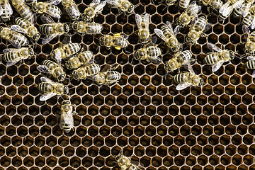 Image showing Close up honeycombs